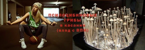 прущие грибы Богданович